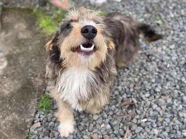 Cachorro ra a Sem raça  idade 1 ano nome Fred