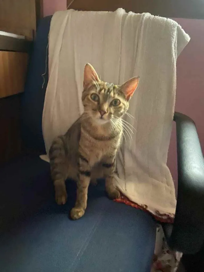 Gato ra a Sem raça definida  idade 7 a 11 meses nome Mia