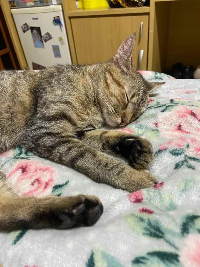 Gato ra a Sem raça definida  idade 7 a 11 meses nome Mia