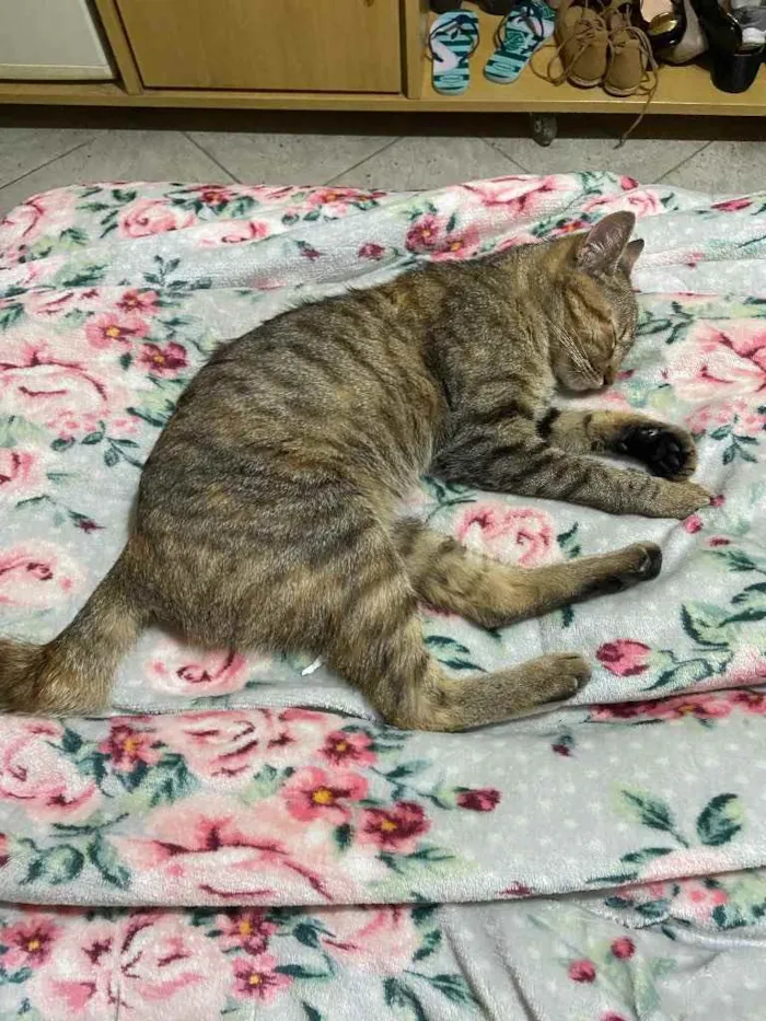 Gato ra a Sem raça definida  idade 7 a 11 meses nome Mia