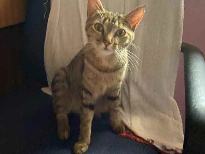 Gato ra a Sem raça definida  idade 7 a 11 meses nome Mia