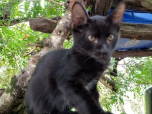 Gato raça SRD-ViraLata idade 2 a 6 meses nome SALÉM
