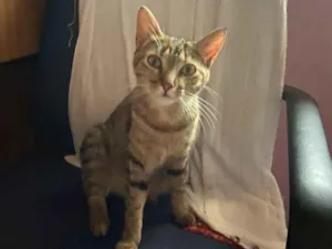 Gato raça Sem raça definida  idade 7 a 11 meses nome Mia