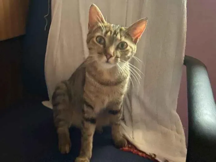 Gato ra a Sem raça definida  idade 7 a 11 meses nome Mia