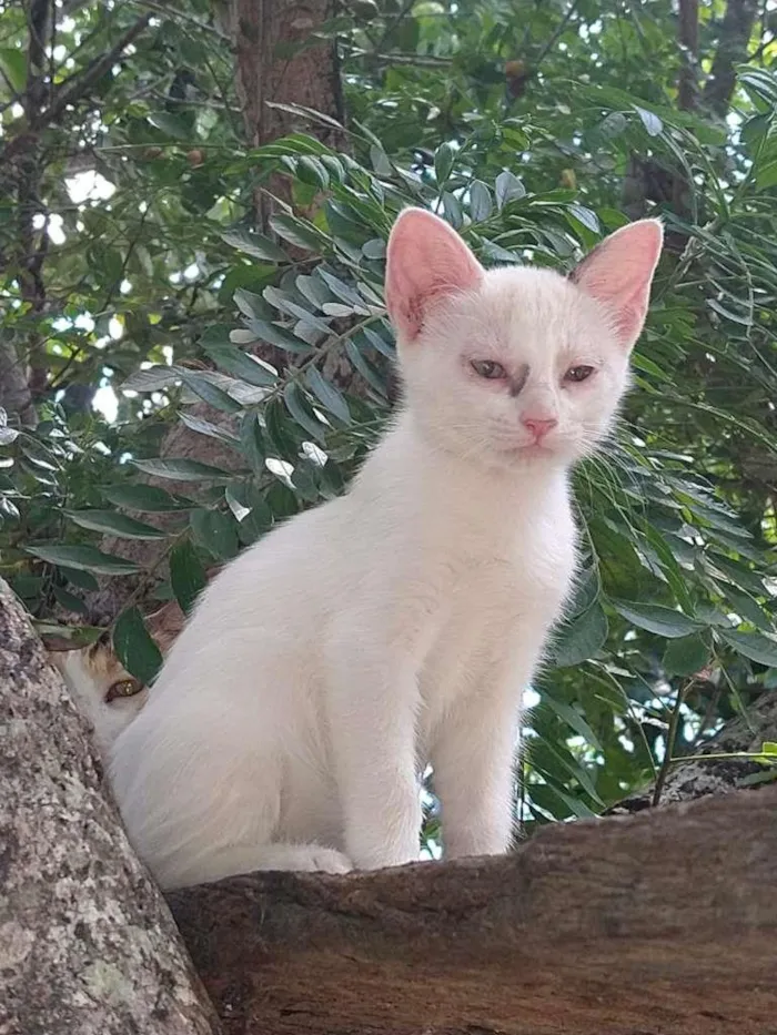 Gato raça Angorá idade 2 a 6 meses nome BRANCA DE NEVE