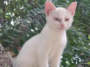 Gato raça Angorá idade 2 a 6 meses nome BRANCA DE NEVE