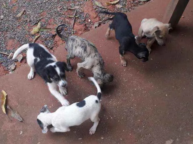 Cachorro ra a Vira lata  idade 2 a 6 meses nome Sem nomes 