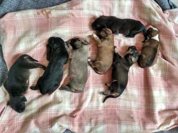 Cachorro raça Vira latas idade Abaixo de 2 meses nome Sem nomes