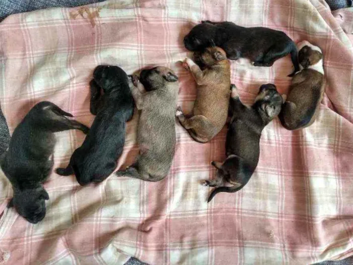 Cachorro raça Vira latas idade Abaixo de 2 meses nome Sem nomes
