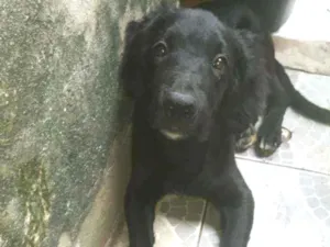 Cachorro raça Golden com labrador idade 2 a 6 meses nome Negão 