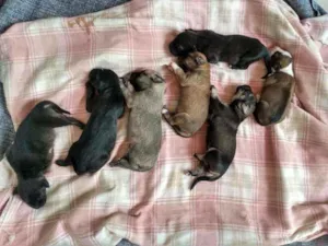 Cachorro raça Vira latas idade Abaixo de 2 meses nome Sem nomes