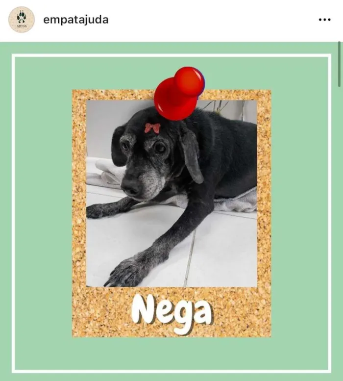 Cachorro ra a SRD-ViraLata idade 6 ou mais anos nome Nega