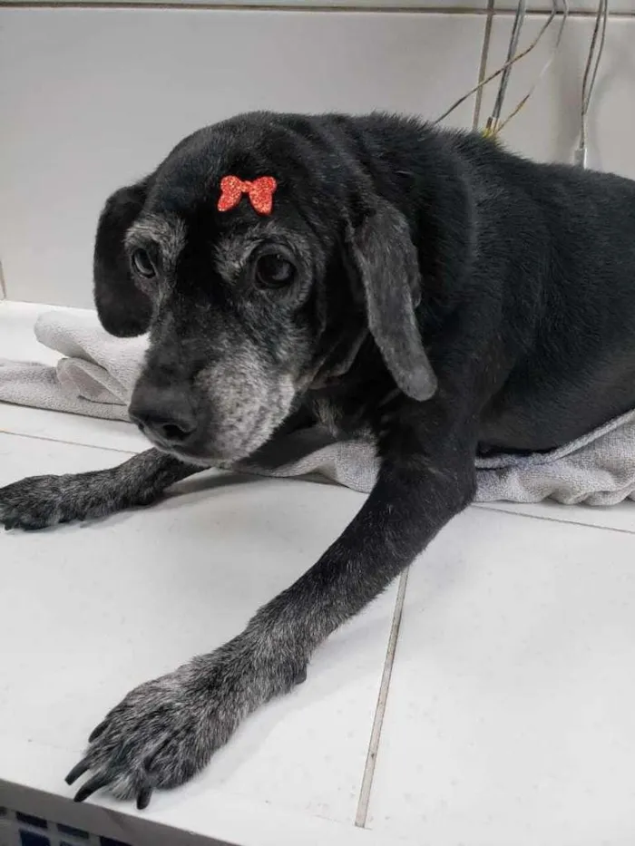 Cachorro ra a SRD-ViraLata idade 6 ou mais anos nome Nega