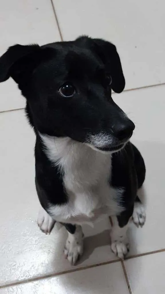 Cachorro ra a SRD-ViraLata idade 2 a 6 meses nome Kyra