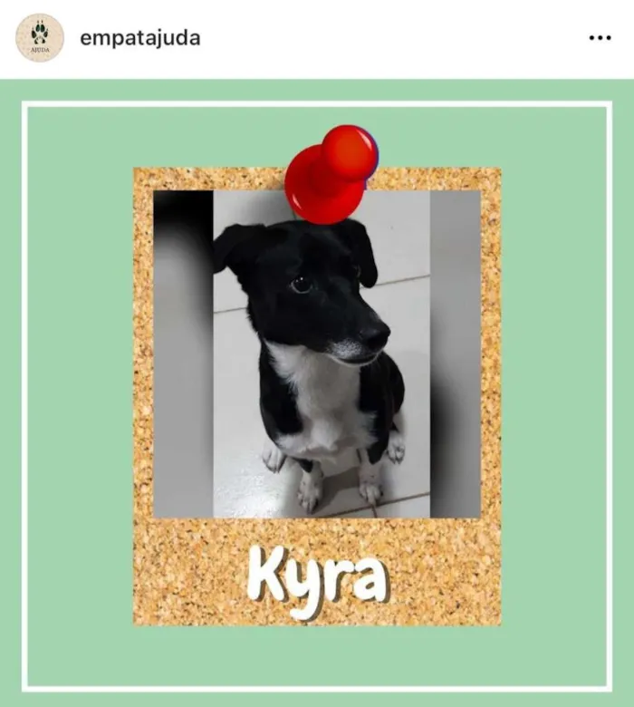 Cachorro ra a SRD-ViraLata idade 2 a 6 meses nome Kyra