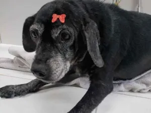 Cachorro raça SRD-ViraLata idade 6 ou mais anos nome Nega