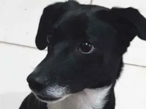 Cachorro raça SRD-ViraLata idade 2 a 6 meses nome Kyra