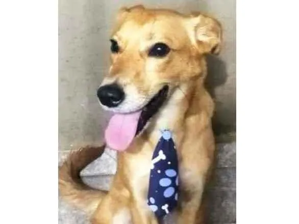 Cachorro raça Sem raça  idade 2 anos nome Thor
