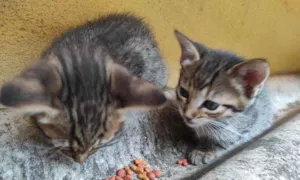 Gato raça  idade Abaixo de 2 meses nome 3 Gatos