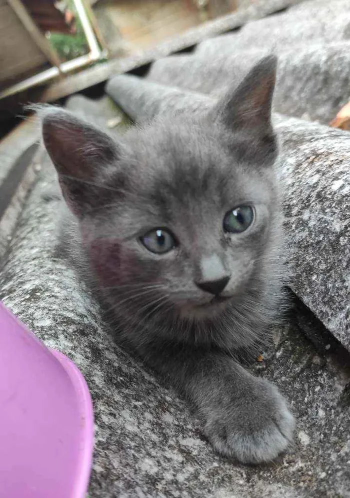 Gato ra a  idade Abaixo de 2 meses nome 3 Gatos
