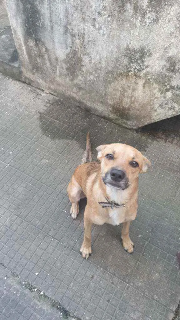 Cachorro ra a Raça indefinida idade 1 ano nome Luck