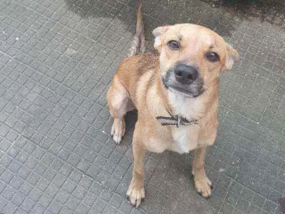 Cachorro ra a Raça indefinida idade 1 ano nome Luck