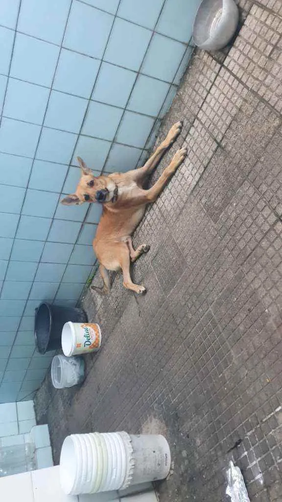 Cachorro ra a Raça indefinida idade 1 ano nome Luck