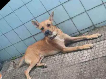 Cachorro ra a Raça indefinida idade 1 ano nome Luck