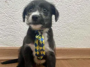 Cachorro raça Srd idade 2 a 6 meses nome Negao
