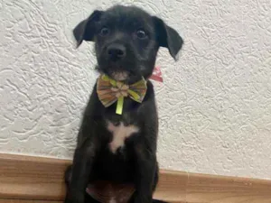 Cachorro raça Srd idade 2 a 6 meses nome Neguinha