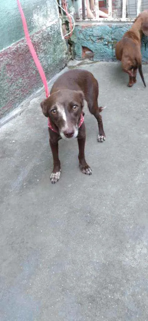 Cachorro raça SRD idade 1 ano nome Choquita