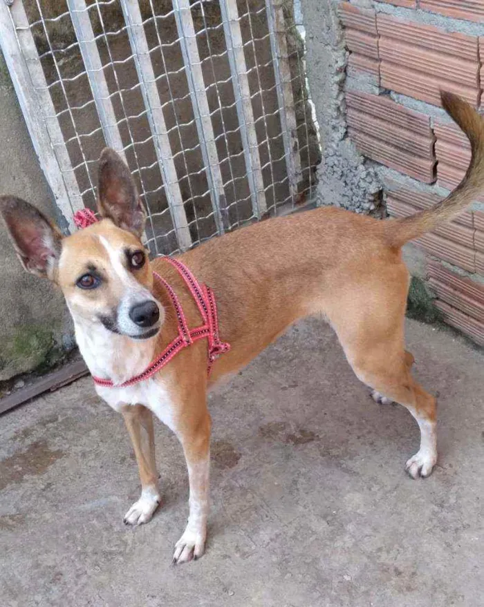 Cachorro raça RND idade 2 anos nome Florisa