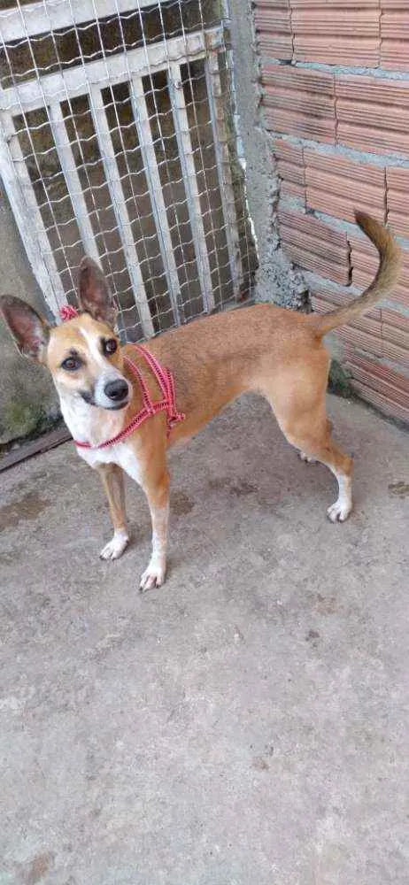 Cachorro raça RND idade 2 anos nome Florisa