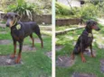 Cachorro raça Dobermann idade 3 anos nome BELLA