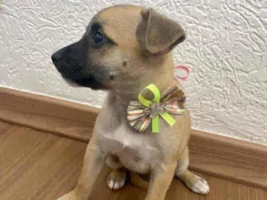 Cachorro raça Srd idade 2 a 6 meses nome Nina