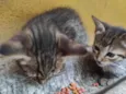 3 Gatos