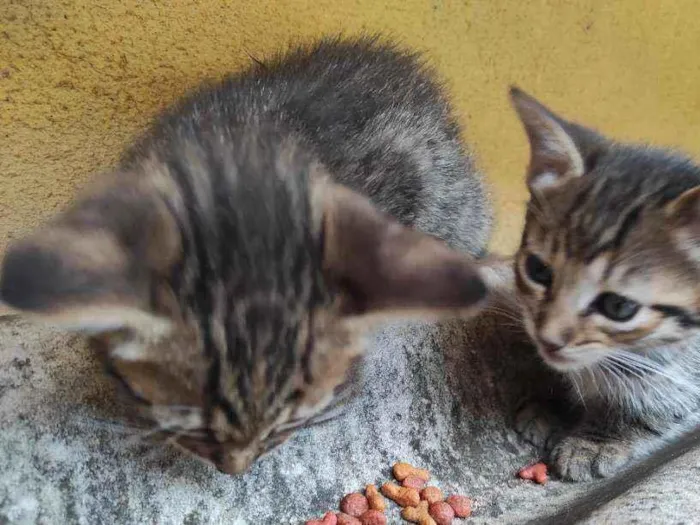 Gato ra a  idade Abaixo de 2 meses nome 3 Gatos