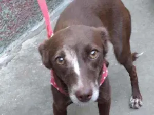 Cachorro raça SRD idade 1 ano nome Choquita