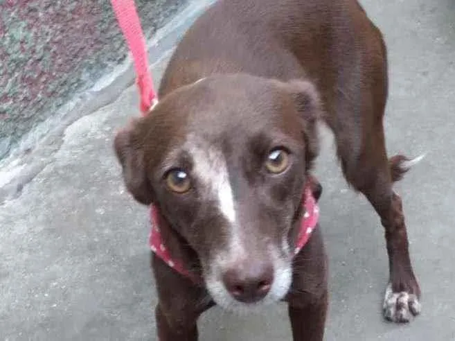 Cachorro raça SRD idade 1 ano nome Choquita