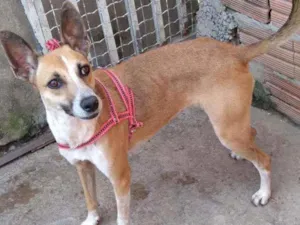 Cachorro raça RND idade 2 anos nome Florisa