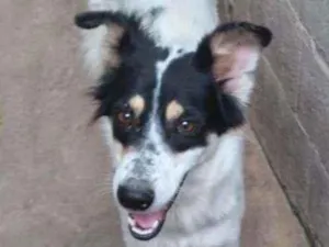 Cachorro raça Não definida idade 2 anos nome Branca 