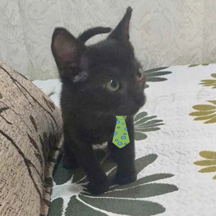 Gato ra a SRD  idade 2 a 6 meses nome Fiuk 