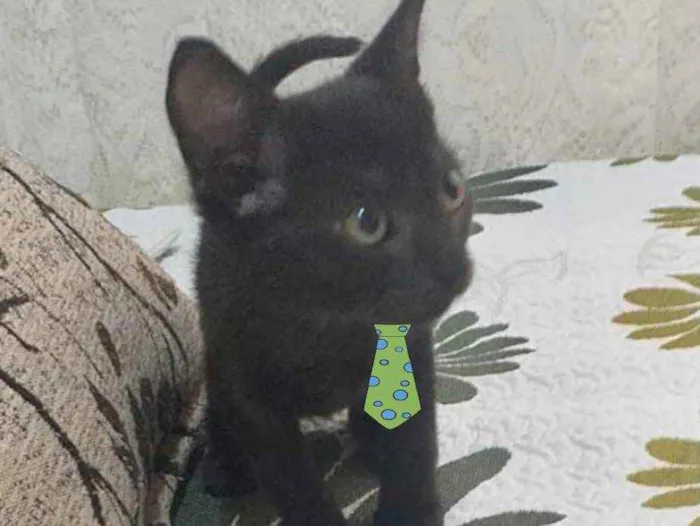 Gato ra a SRD  idade 2 a 6 meses nome Fiuk 