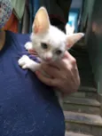 Quateto fofura