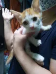 Quateto fofura