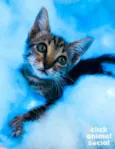 LINDA