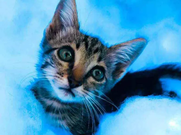 Gato ra a SRD ( SEM RACA DEFINIDA) idade Abaixo de 2 meses nome LINDA