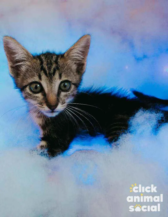 Gato ra a SRD ( SEM RACA DEFINIDA) idade Abaixo de 2 meses nome LINDA