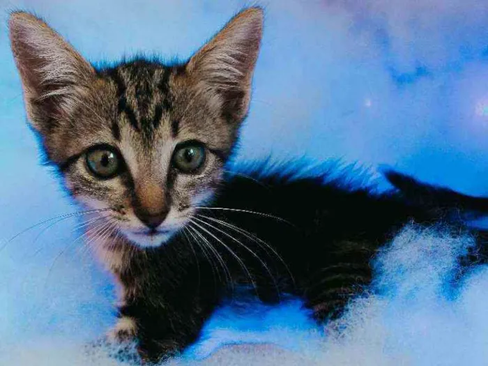Gato ra a SRD ( SEM RACA DEFINIDA) idade Abaixo de 2 meses nome LINDA