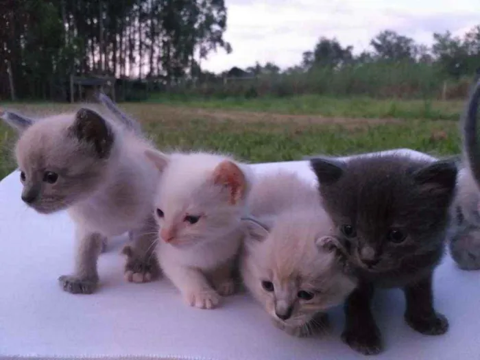 Gato ra a  idade Abaixo de 2 meses nome Gatinhos 